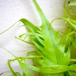 ハワイアンファーン