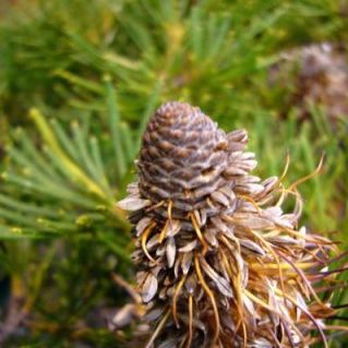 バンクシア　ストーン カク