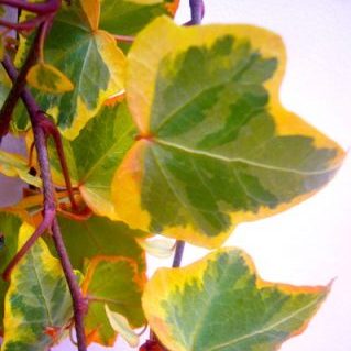 パンプキン（アイビー）