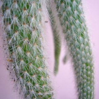 ヒルデウィンテラ カラデモノニス