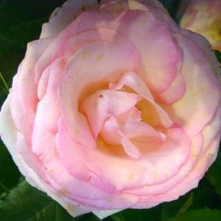 ピエルデゥロンサール