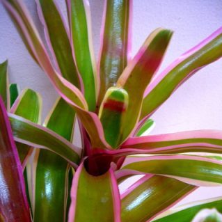 ファイヤーボール