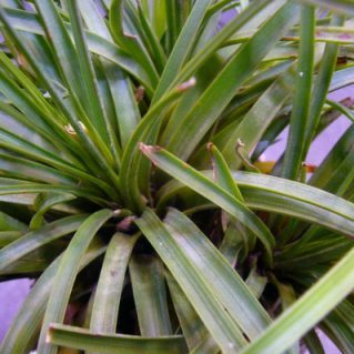 ファッシクラータ