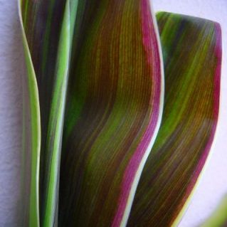 フォーカラーズ