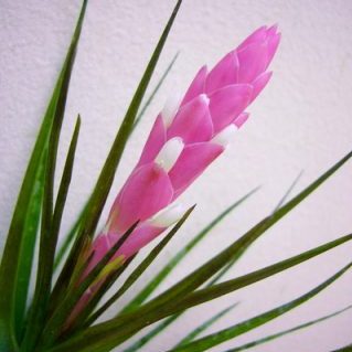 ベルゲリ（シングル）