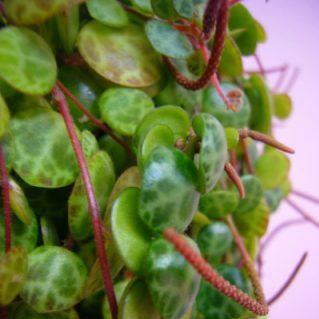 ペペロミア プロストラータ