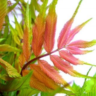 ホサキナナカマド