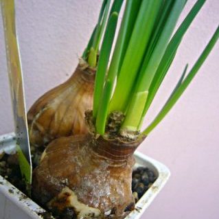 ホームスイートバルブ