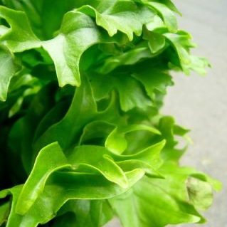 ポリポジューム