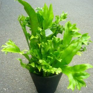 ポリポジューム