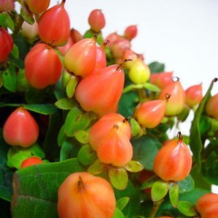 マジカルパンプキン