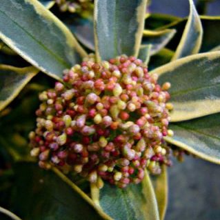 マジックマルロー