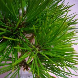 マツ　ショウガツ