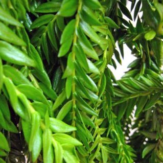 リコポディウム フレグマリア