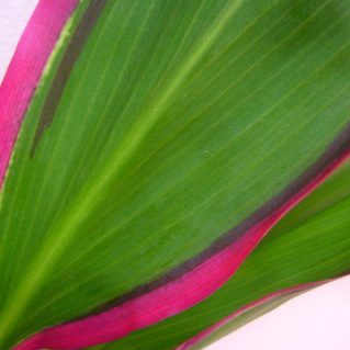 リップスティック