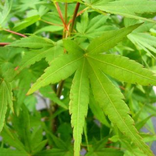 リュウセンモミジ