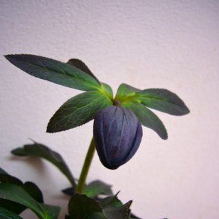 ルーセブラック