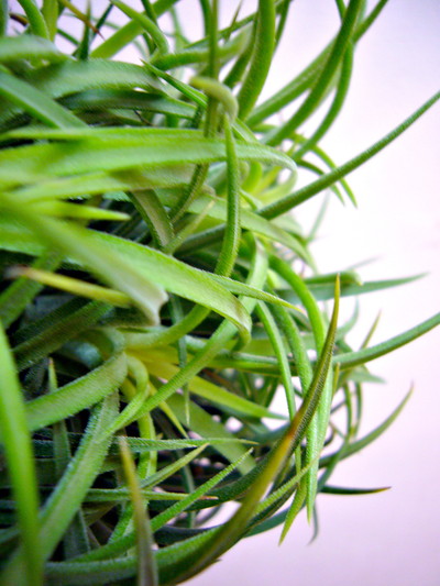 イオナンタクランプ