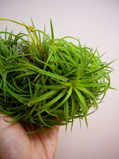 イオナンタクランプ