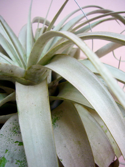 キセログラフィカ