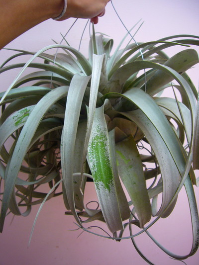 キセログラフィカ