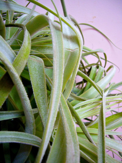 ストラミネア3XL