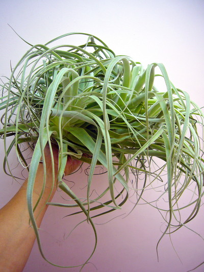 ストラミネア3XL