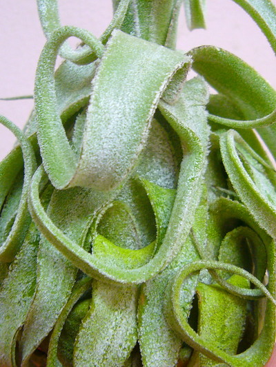 ストレプトフィラ