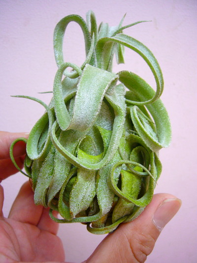 ストレプトフィラ