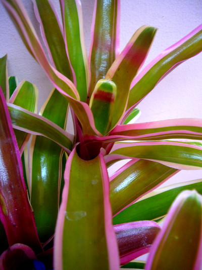 ファイヤーボール