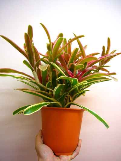 ファイヤーボール