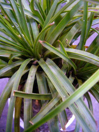 ファッシクラータ