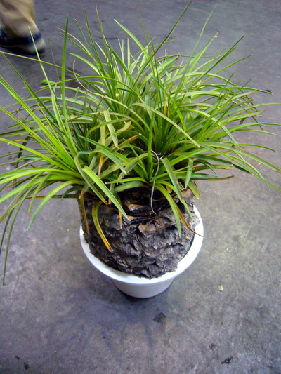 ファッシクラータ