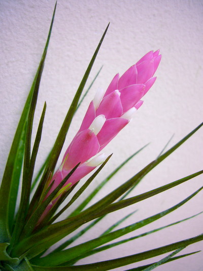 ベルゲリ（シングル）