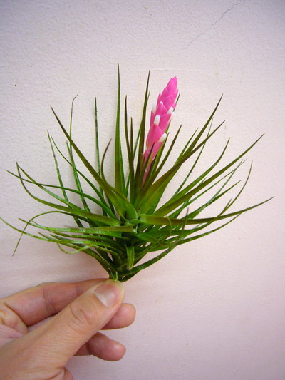 ベルゲリ（シングル）