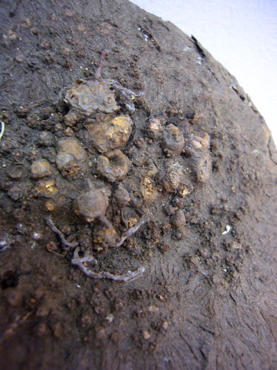 シクラメン ヘデリフォリウム