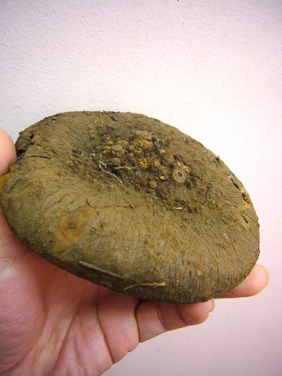 シクラメン ヘデリフォリウム