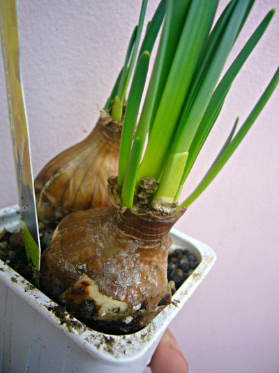 ホームスイートバルブ