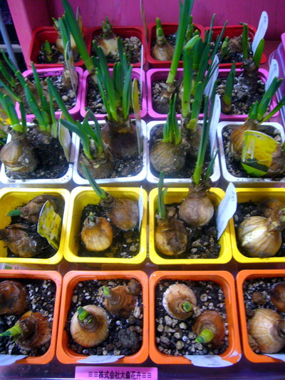 ホームスイートバルブ