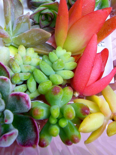 カット メ パッケージ