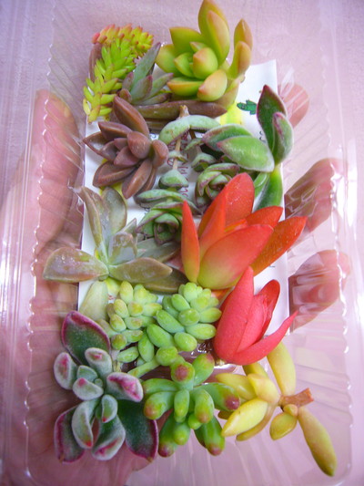 カット メ パッケージ