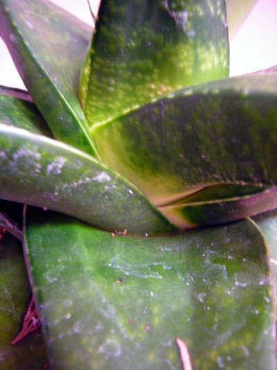 ガギュウリュウ