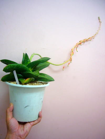 ガギュウリュウ