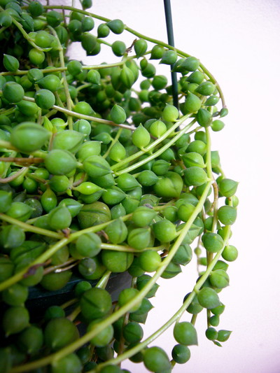 グリーンネックレス