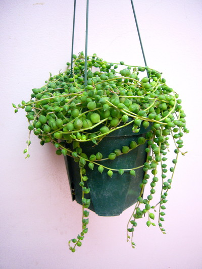 グリーンネックレス