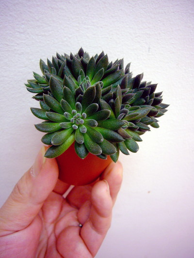 シノクラッスラ ユンナネンシス