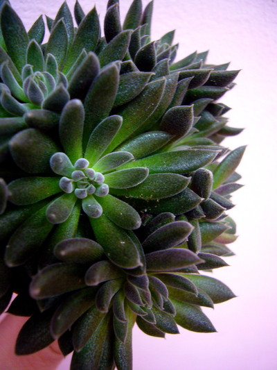 シノクラッスラ ユンナネンシス