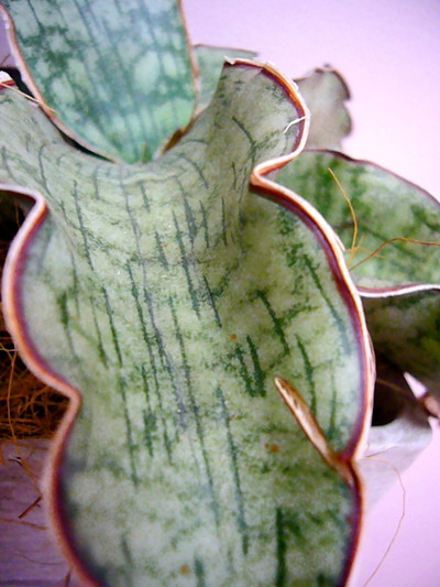 シルバーブルー