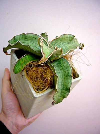 シルバーブルー