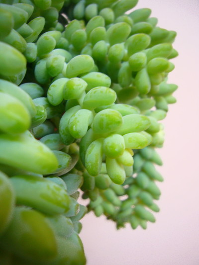 セダム ブリット